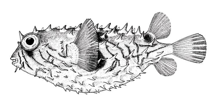 Chilomycterus spinosus_01.jpg